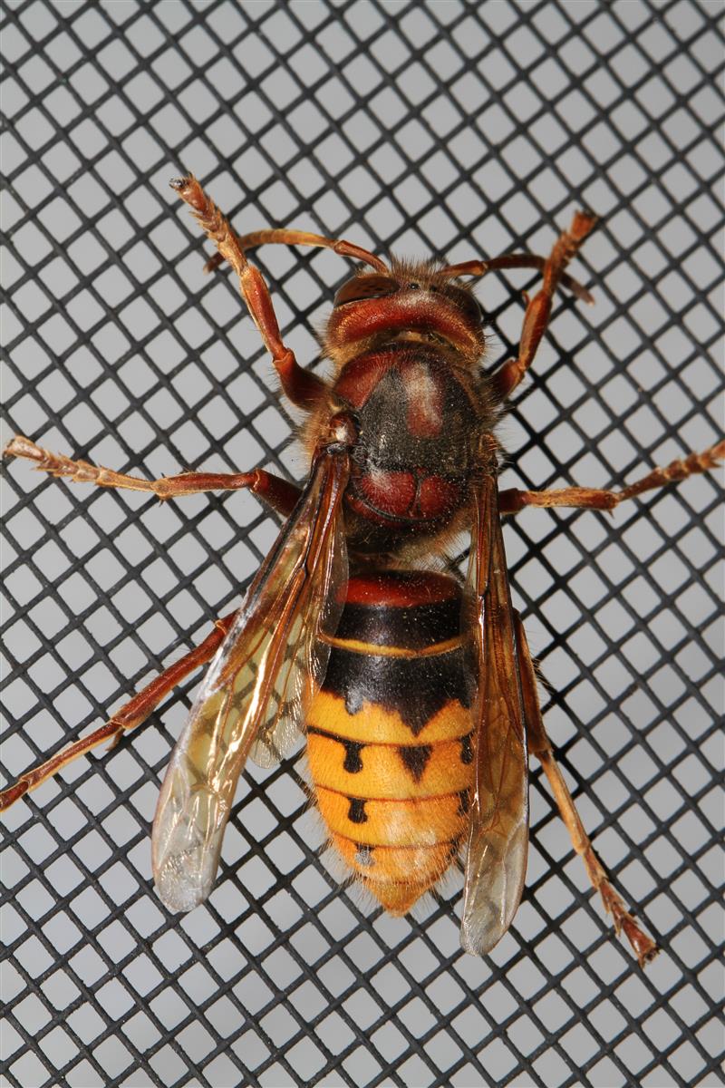 Frelon européen - identification et destruction de nid dans le 77