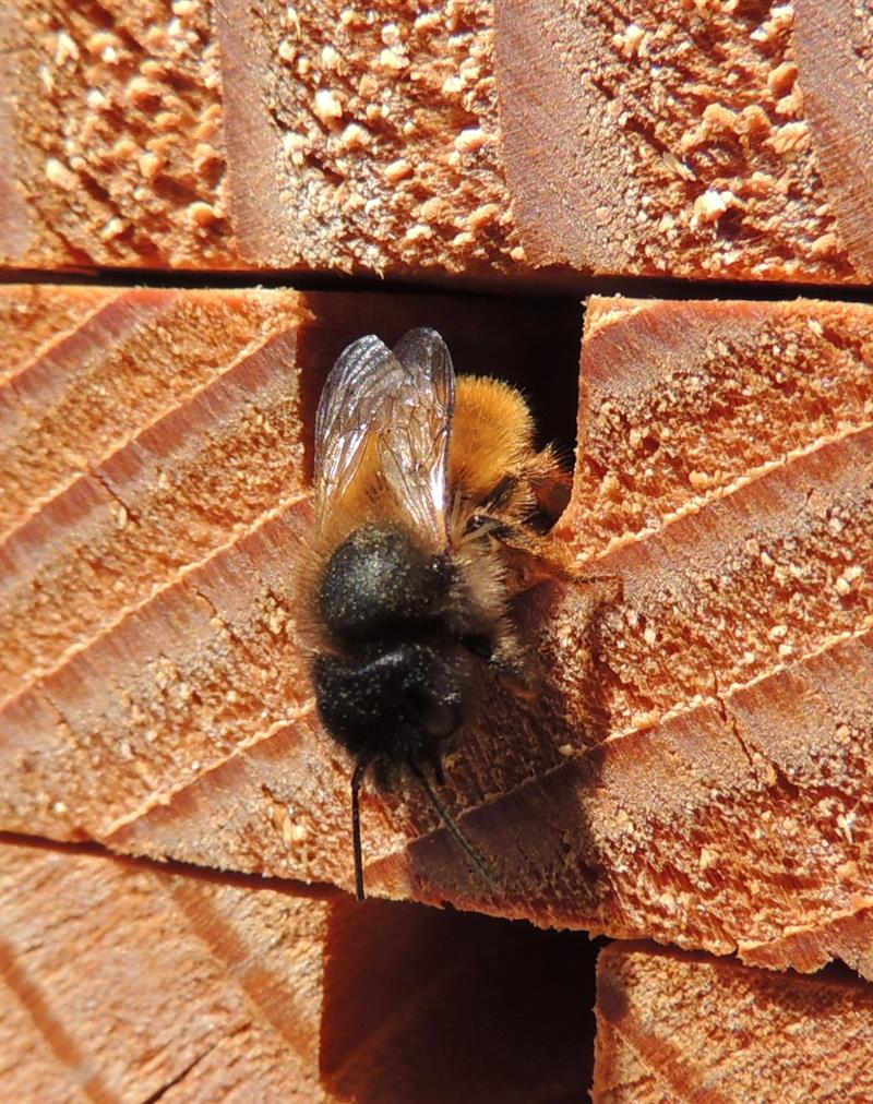 Osmie - abeille solitaire pollinisatrice, espèce protégée