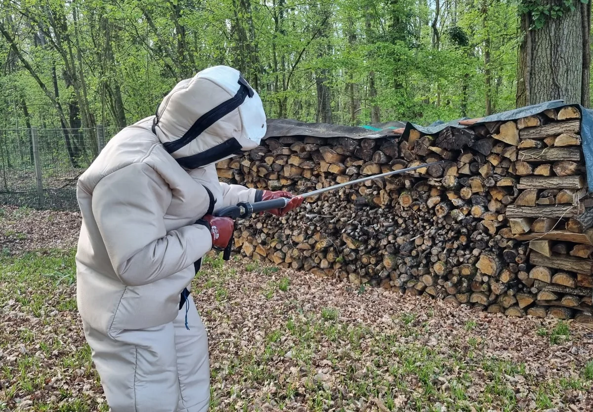 Destruction d'un nid de guêpes à Coupvray, Val d'Europe (77) — SOS Guêpes IDF